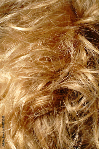Blonde girl's curly hair. Well-groomed hair. Closeup