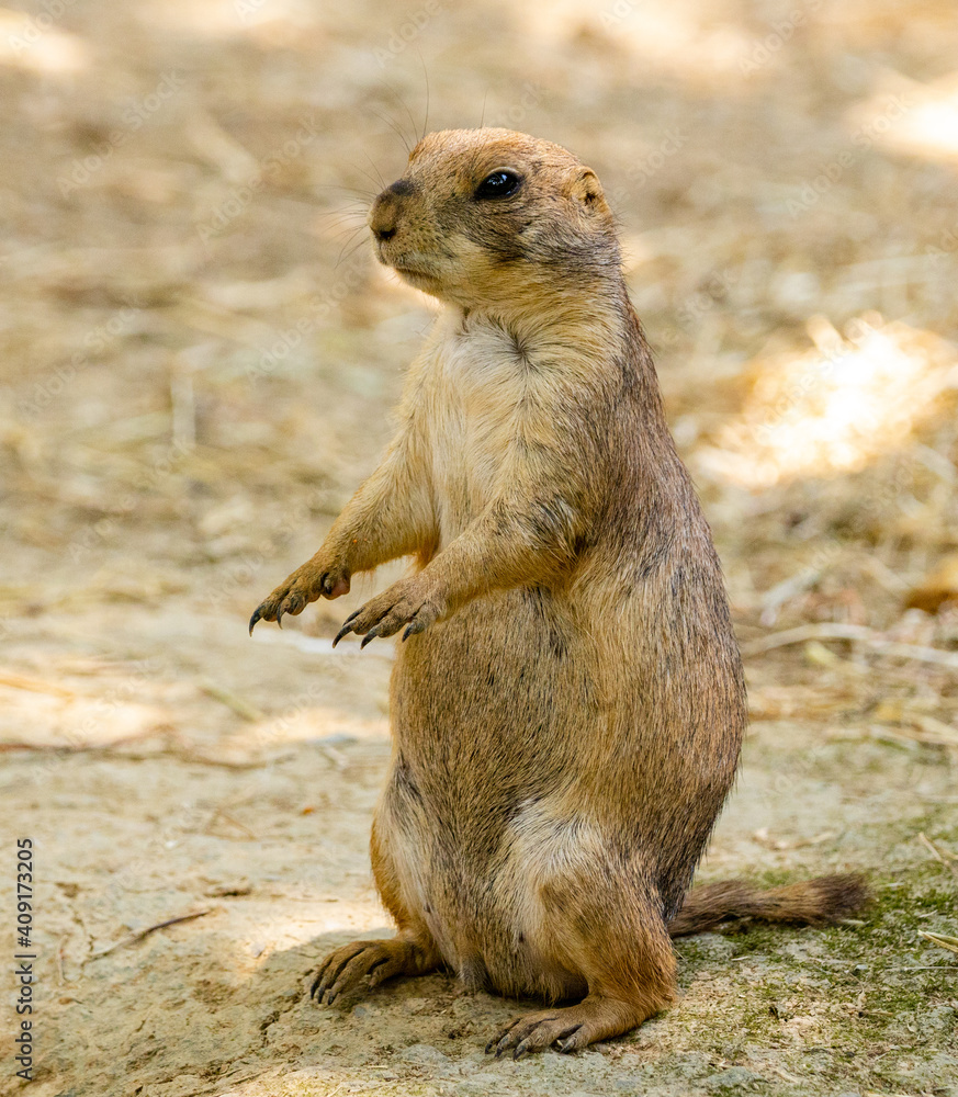 Fototapeta premium zoo animal