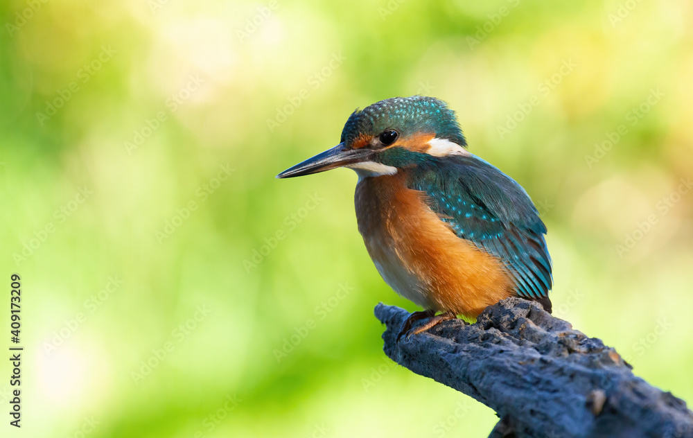 Сommon kingfisher, Alcedo atthis. The bird sits on an old dry branch above the river, beautiful green background Сommon kingfisher, Alcedo atthis. The bird sits on an old dry branch above the river, beautiful green background