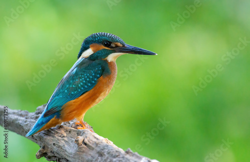 Сommon kingfisher, Alcedo atthis. The bird sits on an old dry branch above the river, beautiful green background
