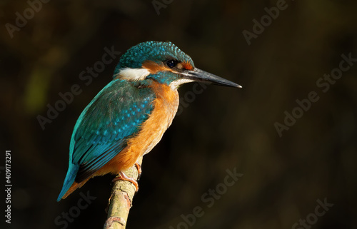 Сommon kingfisher, Alcedo atthis. The bird sits on an old dry branch above the river