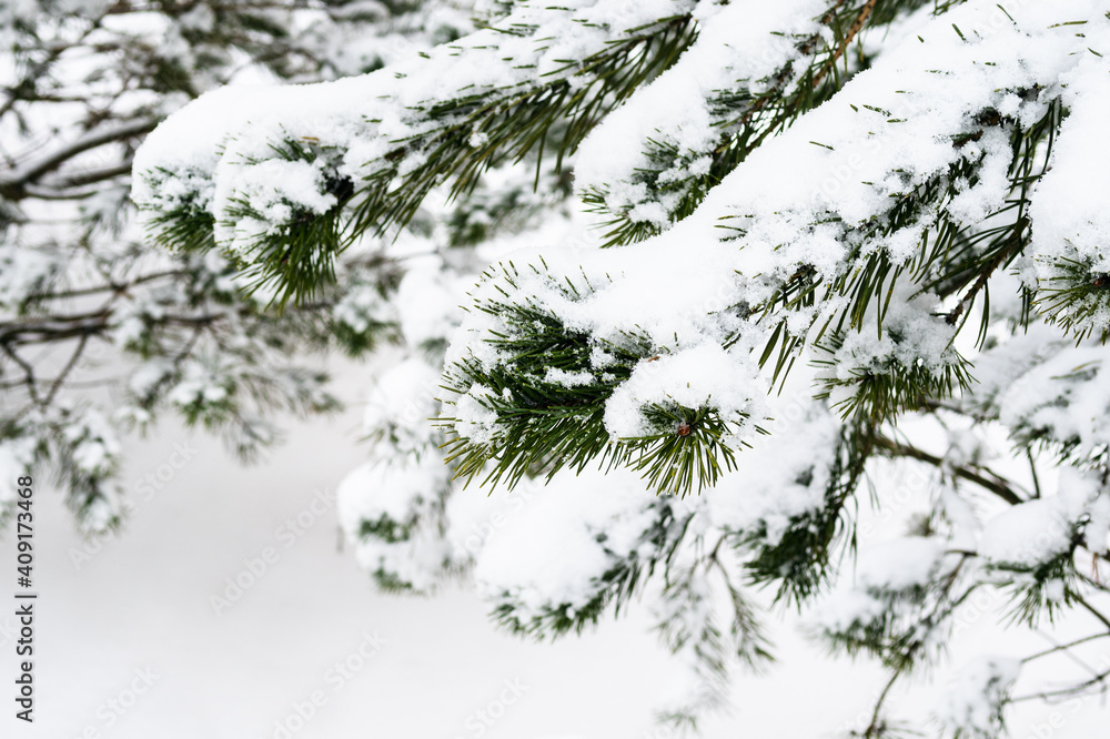 Fototapeta premium snowbound branch of pine tree close up on overcast winter day (focus on the twig in foreground)
