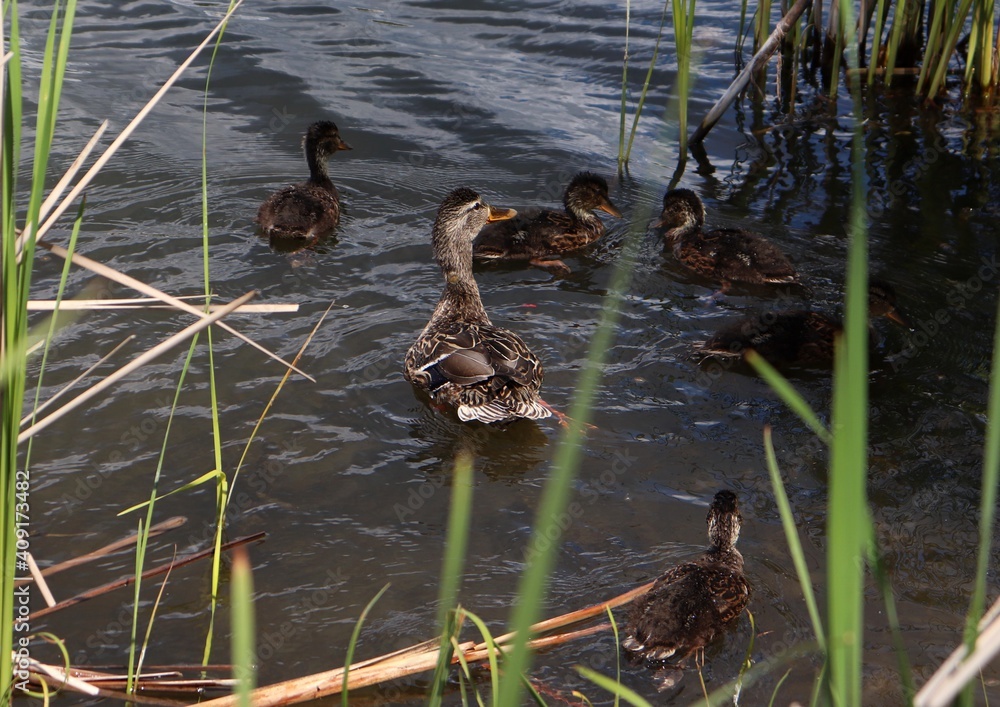 Female wild duck (Anas platyrhynchos) and her ducklings swimming among reeds. Mallard duck mother with youngs. Aquatic birds family. Brood of baby waterbirds.