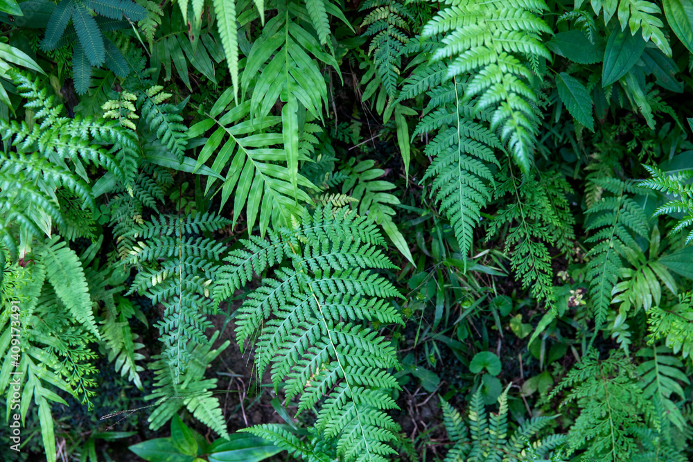 Green fern foliage close-up, forest leaf texture photo. Wild nature floral background. Fresh fern foliage closeup. Leafy natural pattern. Summer forest card template. Decorative leaf banner Green fern foliage close-up, forest leaf texture photo. Wild nature floral background. Fresh fern foliage closeup. Leafy natural pattern. Summer forest card template. Decorative leaf banner
