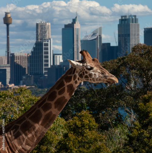 Skyline Sydney Australia with giraffe. View from Toranga Zoo.