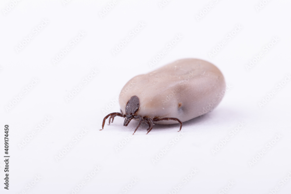 Tick (Ixodes ricinus) filled with blood isolated on white. Danger insect can transmit both bacterial and viral pathogens such as the causative agents of Lyme disease and tick-borne encephalitis. Tick (Ixodes ricinus) filled with blood isolated on white. Danger insect can transmit both bacterial and viral pathogens such as the causative agents of Lyme disease and tick-borne encephalitis.