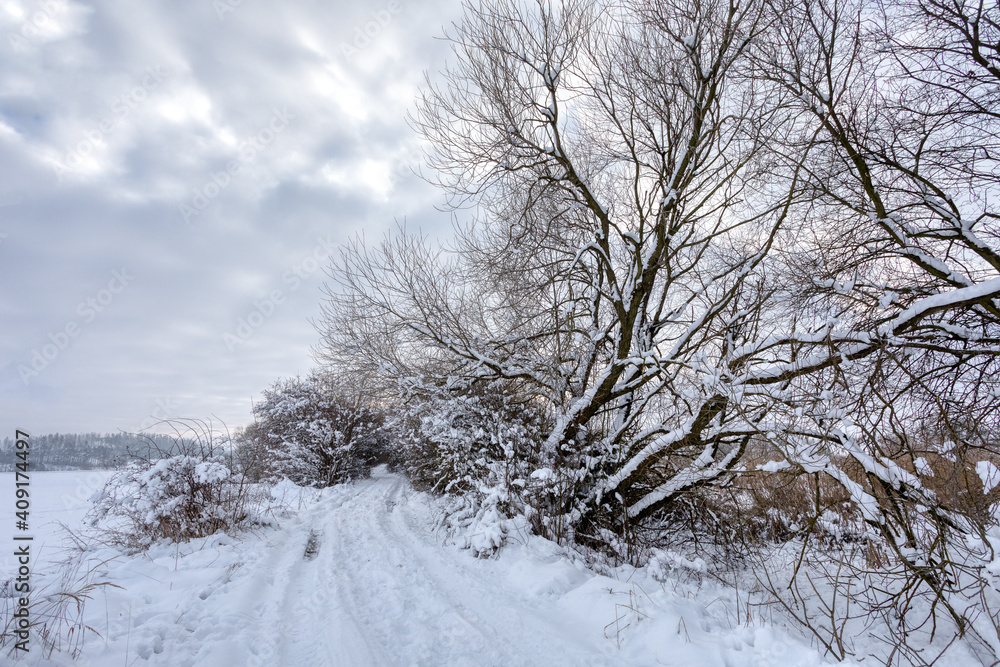 Iced tree and shrubs in a winter wonderland landscape. Tree is covered by frost and snow. Rural path in Winter scenery in Czech Republic, Vysocina Highland region, Europe Iced tree and shrubs in a winter wonderland landscape. Tree is covered by frost and snow. Rural path in Winter scenery in Czech Republic, Vysocina Highland region, Europe