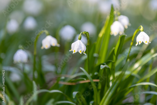 beautiful flower, white spring snowflake (Leucojum vernum) in springtime forest. Jechovec, Czech Republic © ArtushFoto