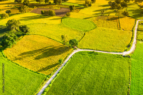 Aerial image of ripen rice fileds in Ta Pa, Bay Nui , An Giang - Vietnam
 photo