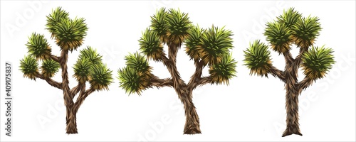 Joshua Tree Vector Images It is a tree in the desert of America.