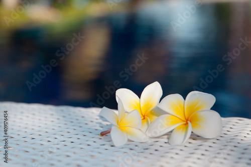 Fototapeta Naklejka Na Ścianę i Meble -  Frangipani flowers on a wicker table by the pool. White frangipani flowers.