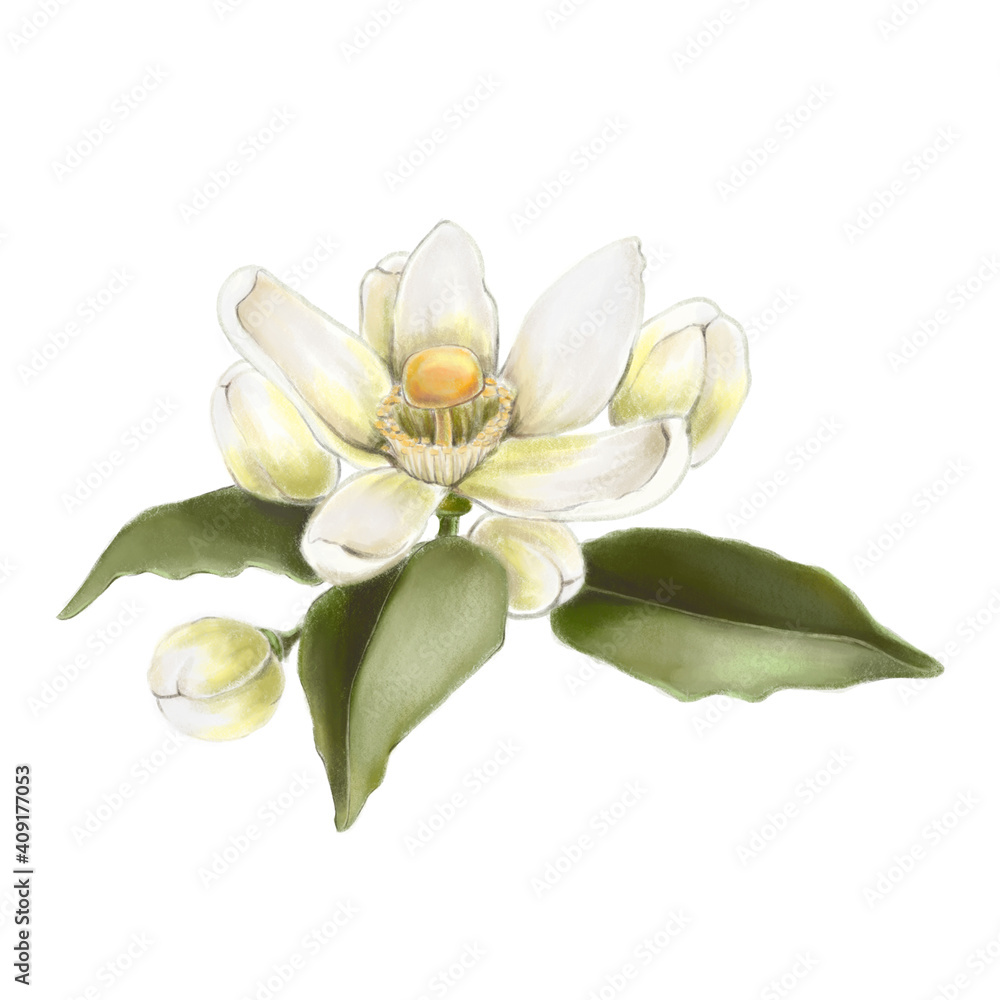 Beautiful mandarin blooms with leaves on a branch isolated on white background