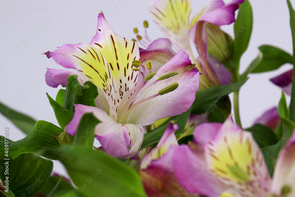 Close up Alstroemeria Flower, Peruvian lily or lily of the Incas
Close up Alstroemeria Flower, Peruvian lily or lily of the Incas