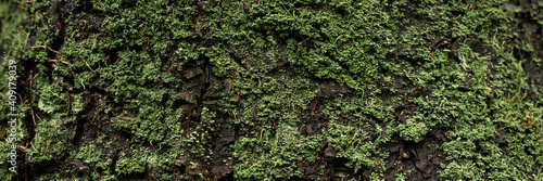 Natural texture of tree bark. The trunk of an old tree, covered with lichen and moss. Natural wood background with bark patterns. Close-up side view.