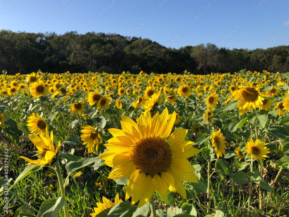 Fototapeta premium field of sunflowers