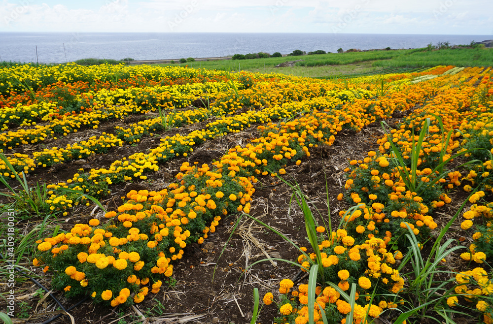 Obraz premium field of yellow and orange marigolds with a view on the ocean on the tropical island of La Réunion, France