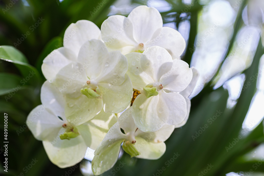 Orchid flower in orchid garden at winter or spring day. Vanda Orchid Orchid flower in orchid garden at winter or spring day. Vanda Orchid