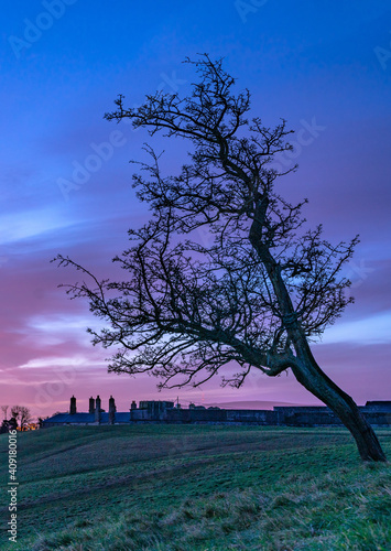 tree at sunset