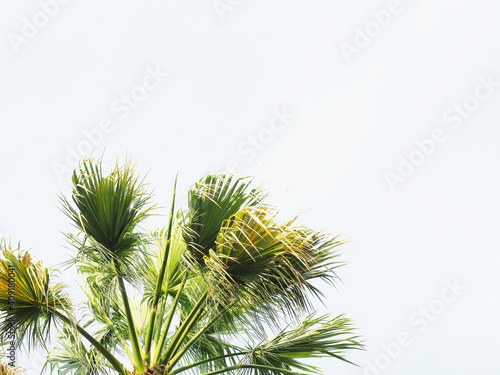 Sprawling branches of a green palm against a cloudy sky © jockermax3d
