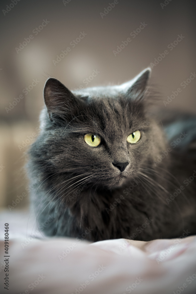 High quality portrait of cgre long haired domestic cat with green eyes