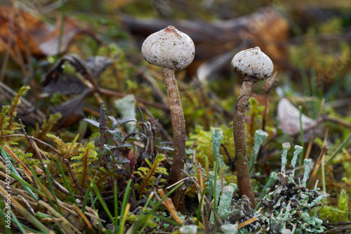 Inedible mushroom Tulostoma brumale on a xerotherm meadow. Known as Winter Stalk-puffball or Winter Stalkball. Wild mushrooms growing in the grass and moss. photo