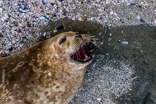 MEME SEAL LOL