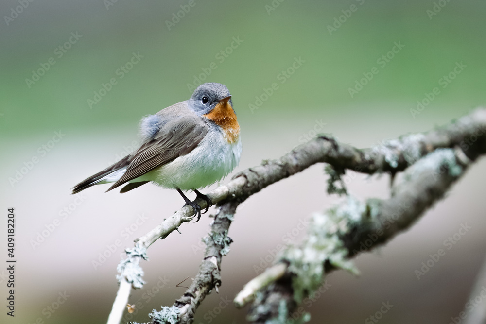 Fototapeta premium Red-breasted Flycatcher