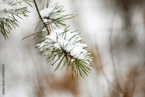 pine branches covered with snow in the forest, horizontal