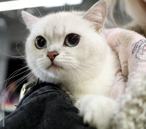 śliczny biały kotek o wielkich szarych oczach, kot na rękach człowieka