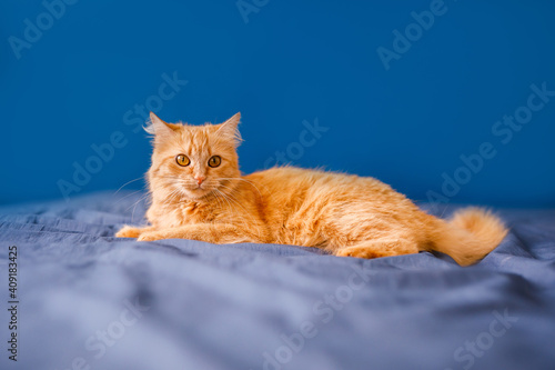 A red, fluffy domestic cat lies on a bed against a blue background