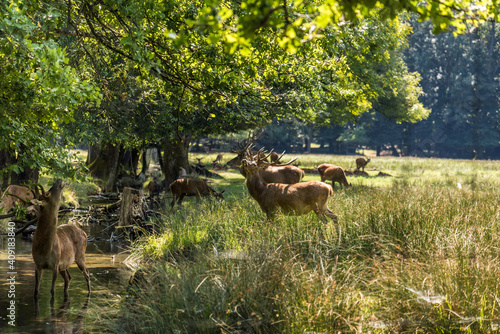 Deers in Animal Park of Chateau de Vizille photo