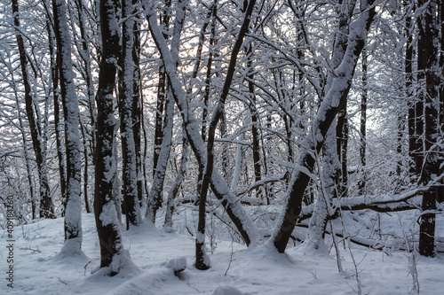 Fototapeta Naklejka Na Ścianę i Meble -  Uroki śnieżnej zimy, Podlasie, Polska