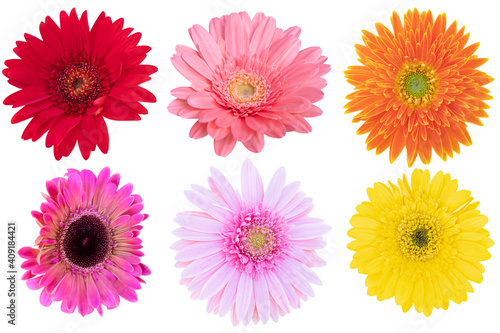 Multi-Color Gerbera Daisy as background picture.flower on clipping path. © Nipaporn