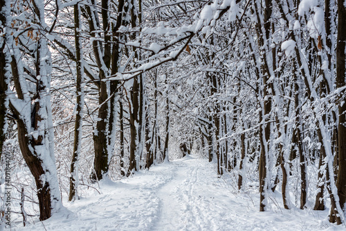 Fototapeta Naklejka Na Ścianę i Meble -  Uroki śnieżnej zimy, Podlasie, Polska