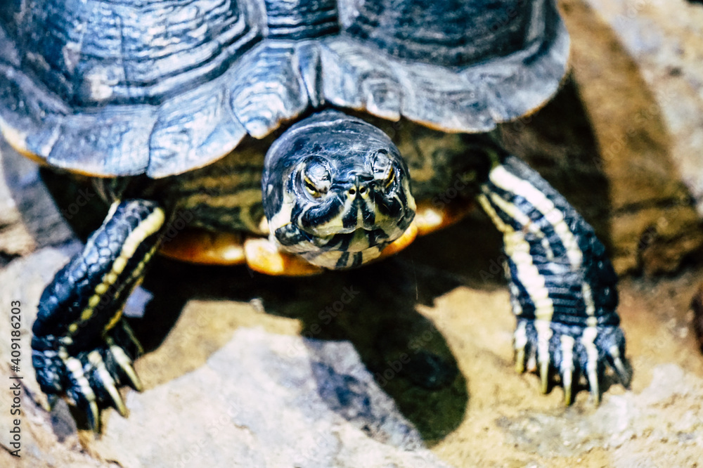 Turtle walking on a stone Turtle walking on a stone