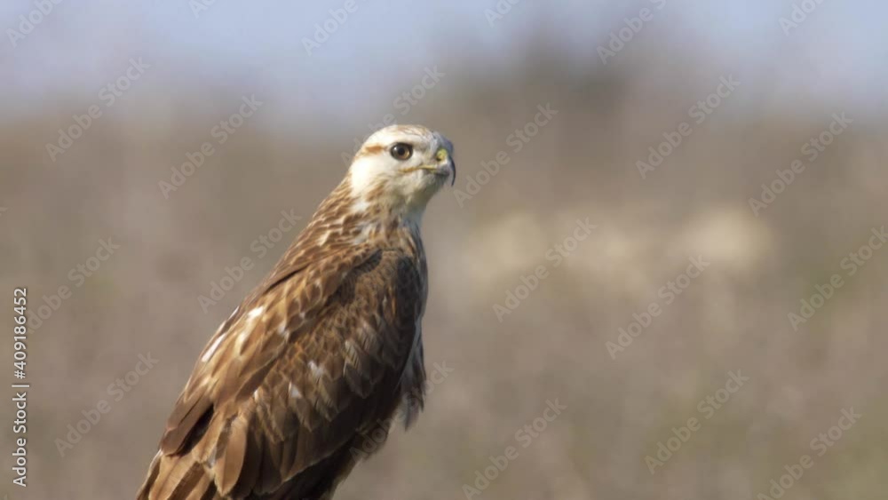 Long legged buzzard, close up, adult on field, close up, Israel
Close up shot from Judea Plains, israel
Long legged buzzard, close up, adult on field, close up, Israel
Close up shot from Judea Plains, israel