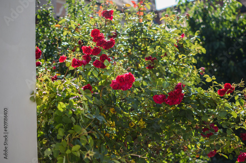 Blooming rosebush in the sun