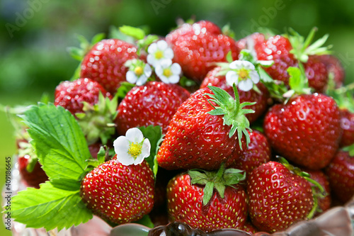 Fresh ripe strawberries in a glass bowl on a background of green meadows
