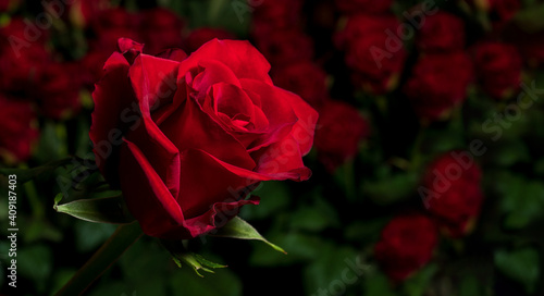 Red rose on a background of blurred bouquets of roses. Luxury roses for a gift. Greeting card with place for text.