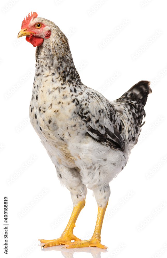 Fototapeta premium one gray rooster isolated on white background, studio shoot