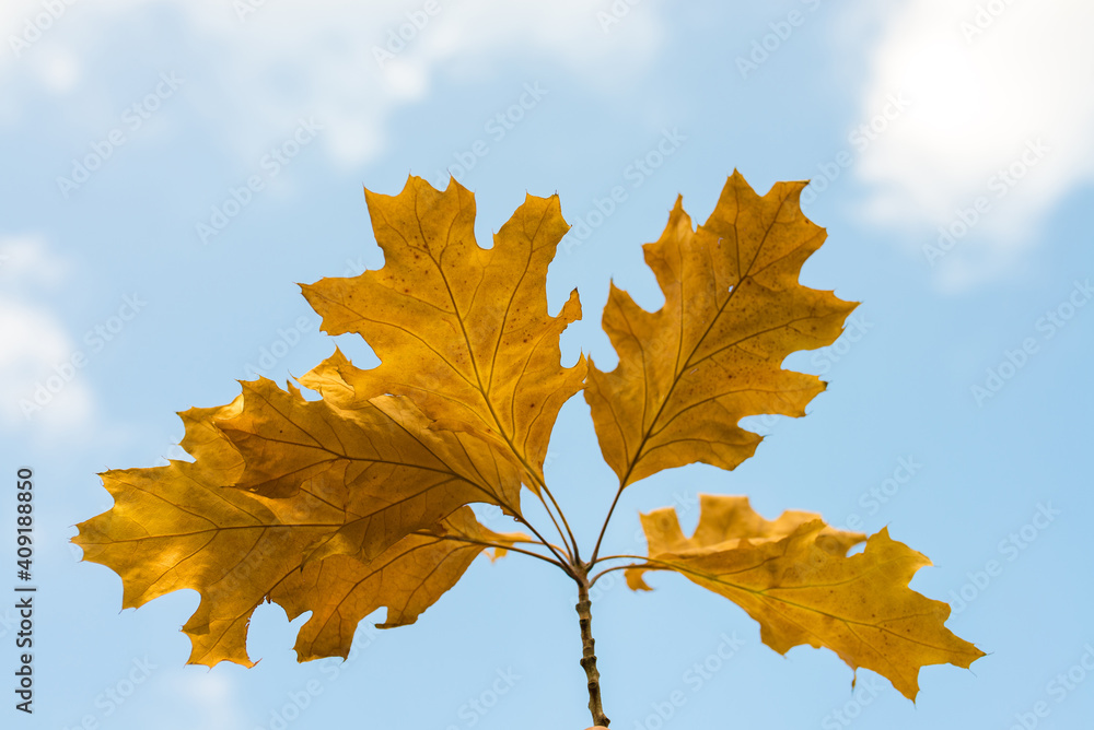 Branch of dry oak leaves against the sky Branch of dry oak leaves against the sky
