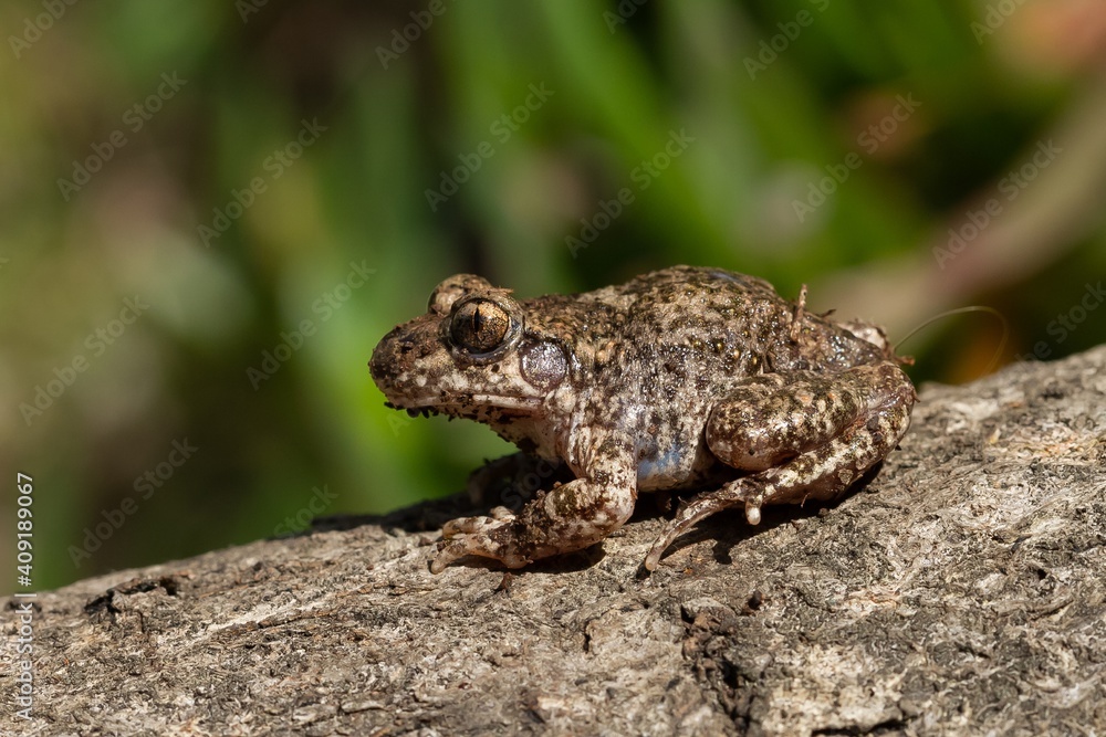 Common midwife toad, Alytes obstetricans, toad on the rock with green background Common midwife toad, Alytes obstetricans, toad on the rock with green background