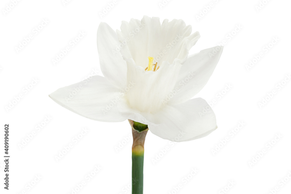 Narcissus spring flower on white