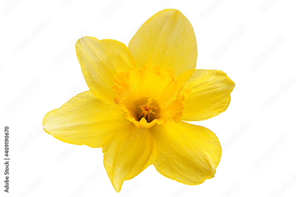 Yellow narcissus spring flower Yellow narcissus spring flower