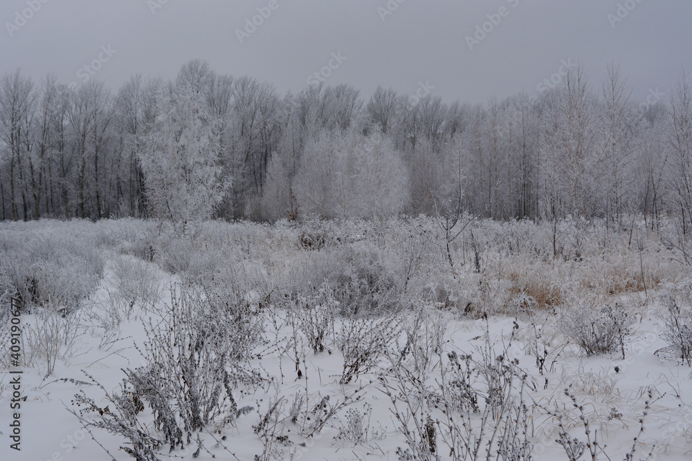 Winter landscape with dry herbs on the field and trees covered by hoarfrost. Overcast wintry day Winter landscape with dry herbs on the field and trees covered by hoarfrost. Overcast wintry day