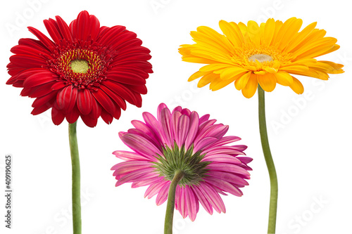 Gerbera flower head collection