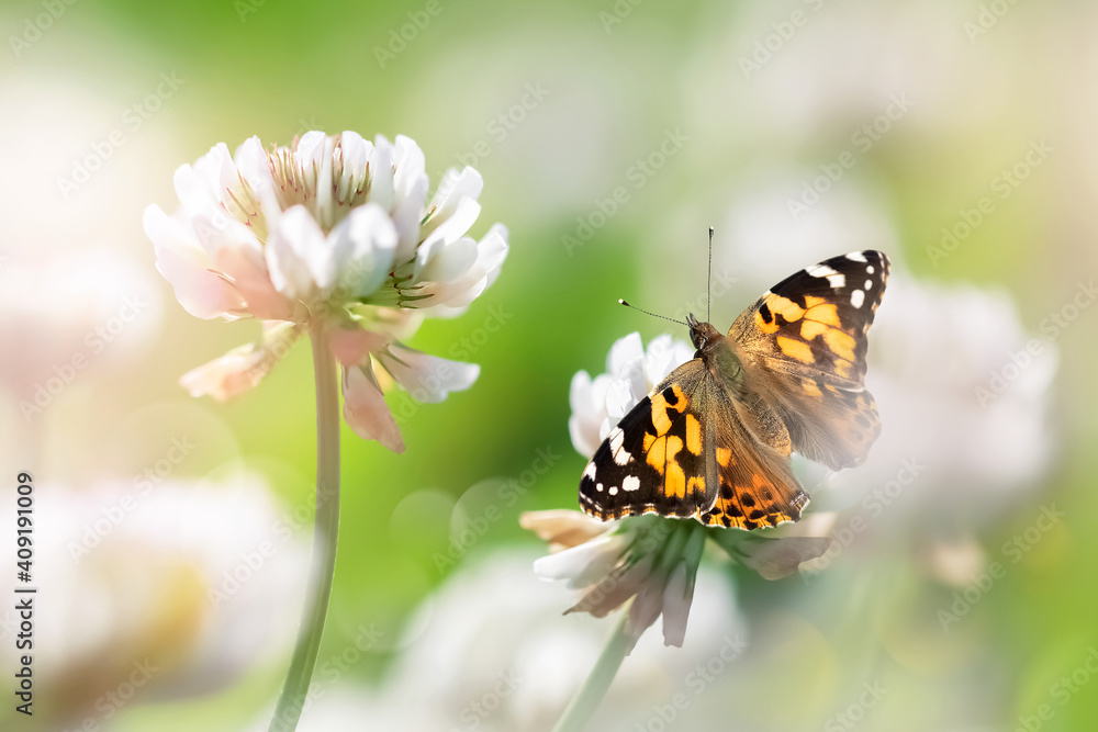 Beautiful butterfly and white pink clover flowers in sunlight. Spring summer background. Beautiful butterfly and white pink clover flowers in sunlight. Spring summer background.
