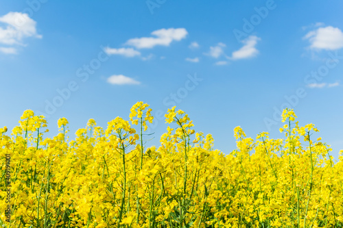 rapeseed field against the sky (soft focus)