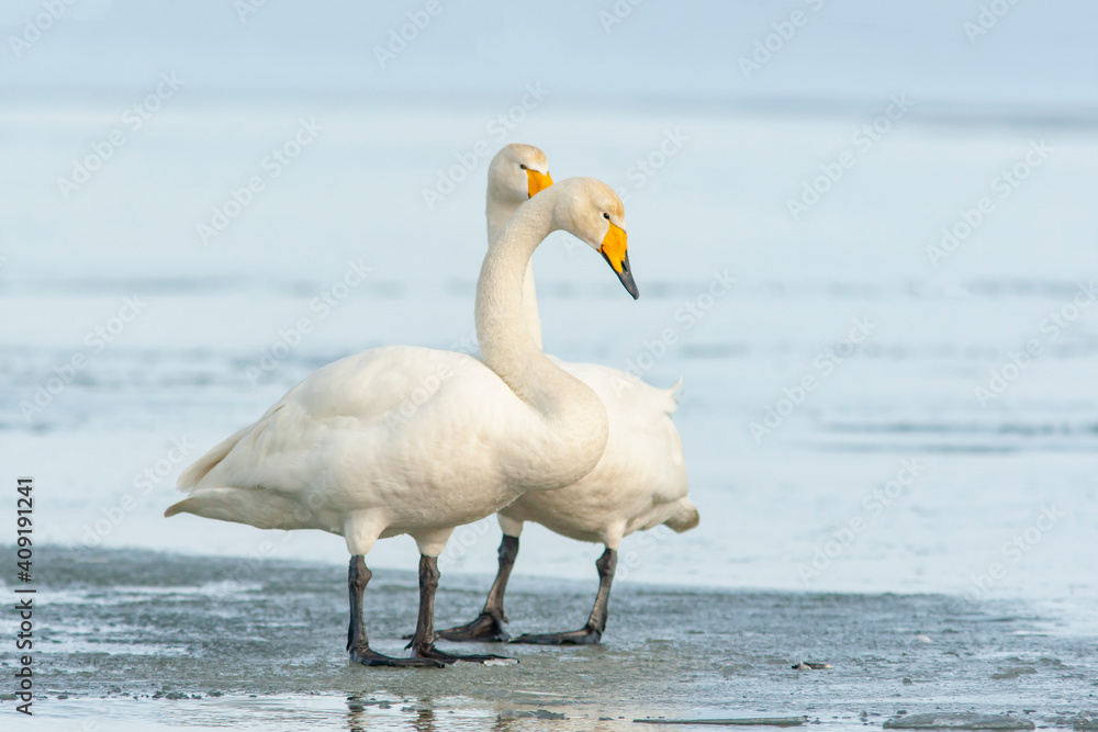 Fototapeta premium Pair of whooper swan, Cygnus cygnus standing together on the ice during winter day in Estonia