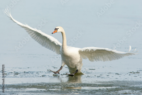 Large and elegant bird, mute swan, Cygnus olor landing to the frozen sea with spread wings, trying to slow down with its feet 